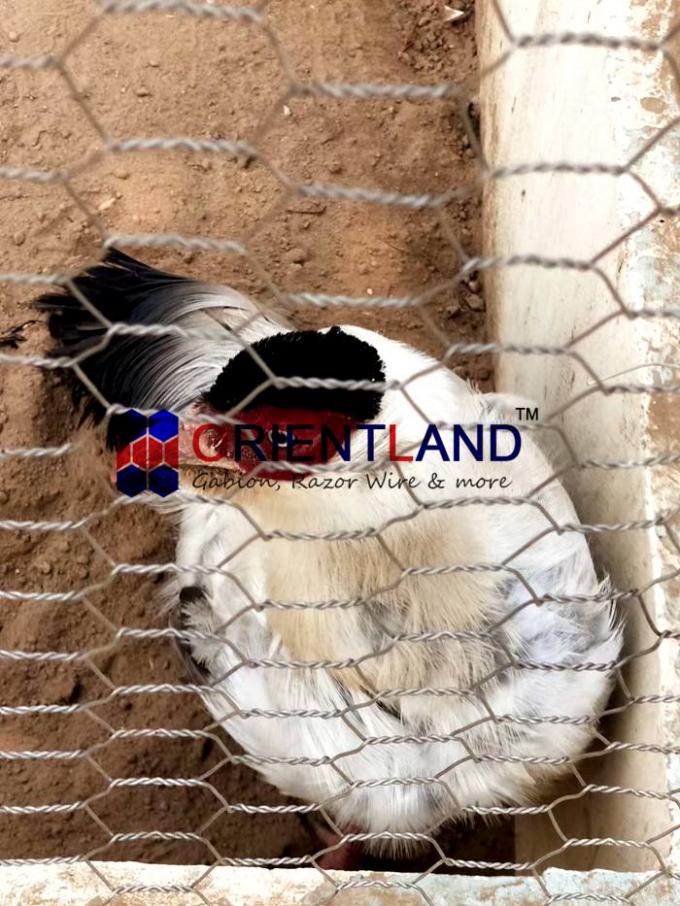 Galvanized Hexagonal 150 Feet Chicken Wire Poultry Netting